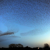 Танцы скворцов в небе над Шотландией