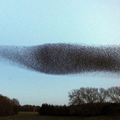 Танцы скворцов в небе над Шотландией