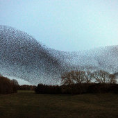 Танцы скворцов в небе над Шотландией