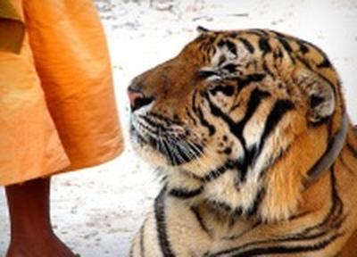 Крупнейший в мире заповедник тигров появился в Мьянме