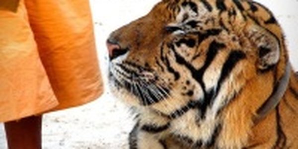 Крупнейший в мире заповедник тигров появился в Мьянме