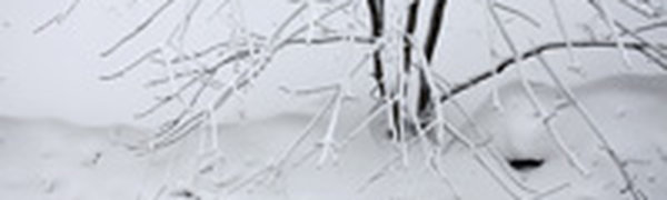 Снежный покров установился на всех метеостанциях Приморья