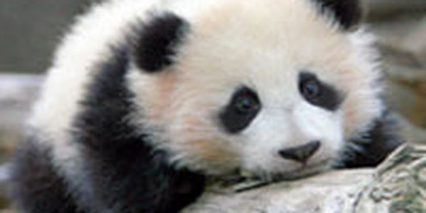 Зарядка для большой панды