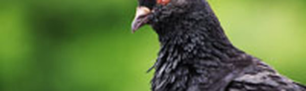 Во Владивостоке в выходные было пасмурно