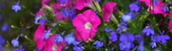 Сегодня над Приморьем располагается область повышенного давления