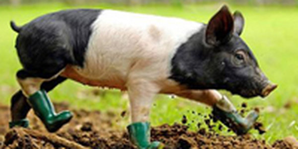 Грипп A/H1N1. Кому выгодно подкладывать свинью? 