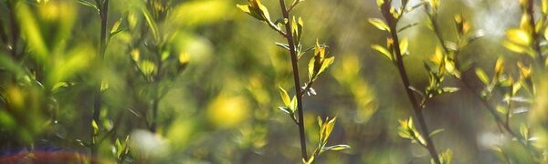 Последняя рабочая неделя апреля в Приморье завершается хорошей погодой