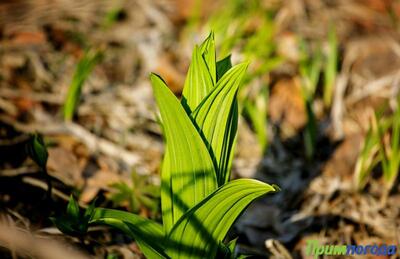 Теплая погода установилась в Приморье на выходных