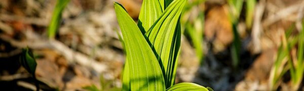 Теплая погода установилась в Приморье на выходных