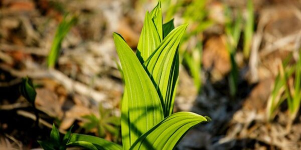 Теплая погода установилась в Приморье на выходных