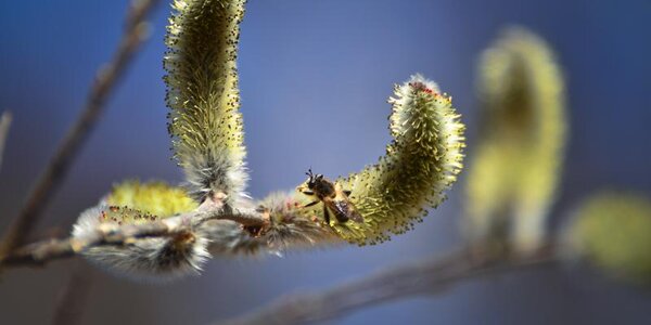 Последняя неделя апреля в Приморье удивит разнообразием погоды