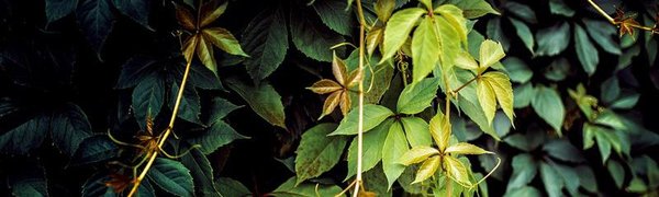 Синоптики рассказали о погоде в Приморье на следующей неделе