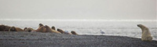 Российский остров Муостах может исчезнуть уже через 100 лет