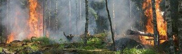 В Приморье повысился класс пожароопасности леса