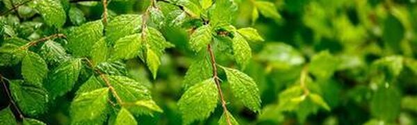 Август в Приморье начнется с пасмурной дождливой погоды