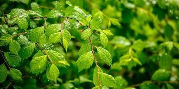 Август в Приморье начнется с пасмурной дождливой погоды