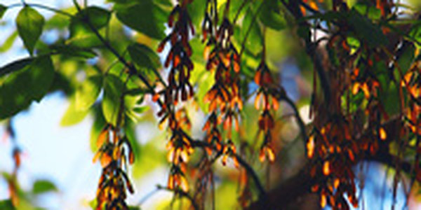 В Приморье отгремели грозы