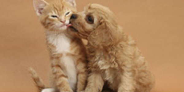 Очаровательные питомцы Марка Тэйлора