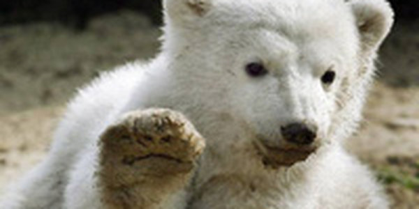Памятник белому медведю появился в Берлинском зоопарке