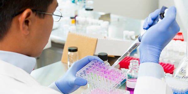 Учёные из ДВФУ нашли лекарство от рака в морском огурце