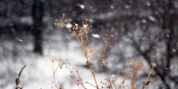 В ночь на пятницу во Владивостоке возможен слабый снег