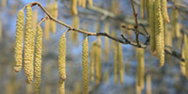 В заповеднике «Брянский лес» зацвел орешник 