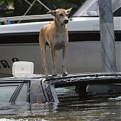 Сильнейшее наводнение в Таиланде