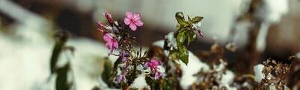 В России теплеет в 2,5 раза быстрее, чем в других странах