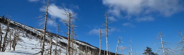 Высота снежного покрова в Приморье достигает 24 см