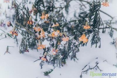 Облачно, временами снег: прогноз погоды на выходные в Приморье