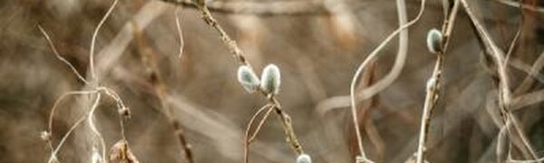 Новый циклон придет в Приморье на следующей неделе