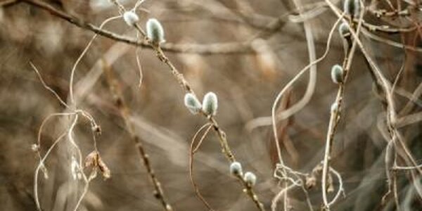 Новый циклон придет в Приморье на следующей неделе