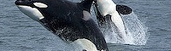 Косатки заглянули во Владивосток