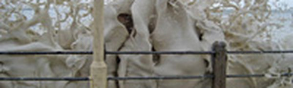 После циклона на Австралию выплеснулся прибрежный «капучино»