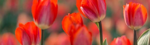 В этом году Владивосток украсят более 400 тысяч цветов