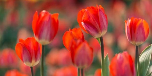 В этом году Владивосток украсят более 400 тысяч цветов