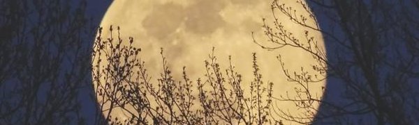 В ночь на 20 февраля россияне увидят суперлуние года