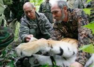 Китайские браконьеры изобрели новый жестокий способ охоты на амурского тигра