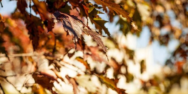 Синоптики уточнили прогноз погоды на праздничные выходные в Приморье и Владивостоке