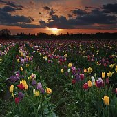 Самые яркие тюльпаны со всего света