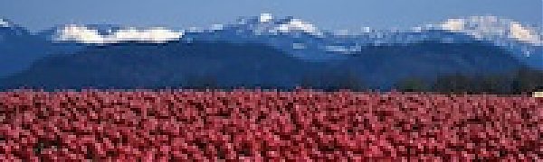 Самые яркие тюльпаны со всего света