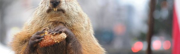 Американский сурок Фил предсказал раннюю весну