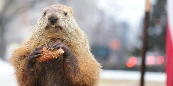 Американский сурок Фил предсказал раннюю весну