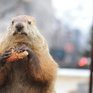 Американский сурок Фил предсказал раннюю весну