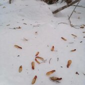Декабрь в Сихотэ-Алинском заповеднике: пришла суровая зима