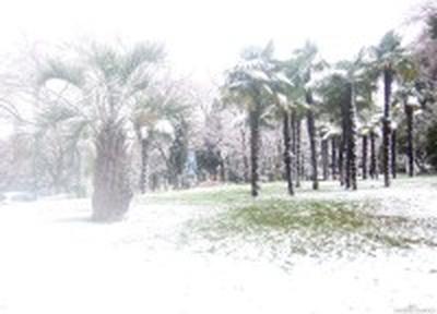 Снегопад в Сочи: пальмы под шапками снега