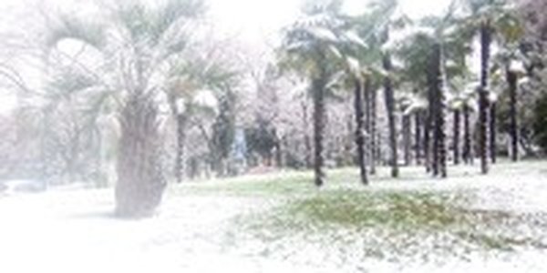 Снегопад в Сочи: пальмы под шапками снега