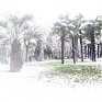 Снегопад в Сочи: пальмы под шапками снега