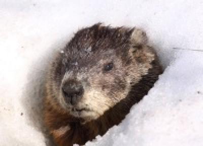 День сурка: скоро ли весна?