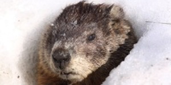 День сурка: скоро ли весна?